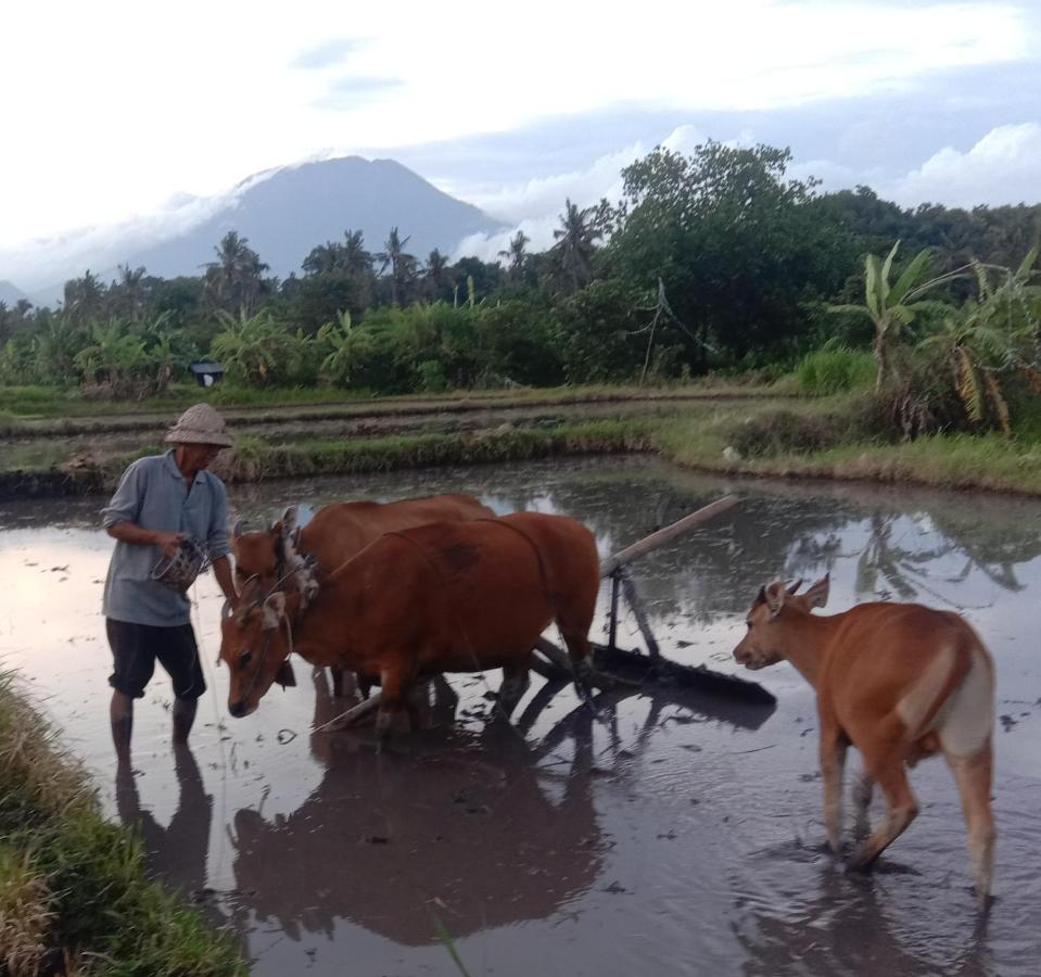 Pondok Diana Arta Jasri Bilik gambar